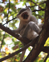 Chlorocebus pygerythrus