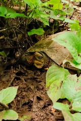 Rhinoclemmys pulcherrima rogerbarbouri