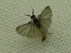 Strepsiptera