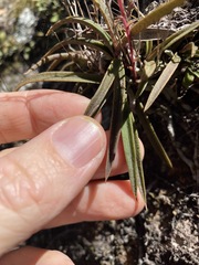 Sarcochilus ceciliae