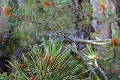 Octogomphus specularis