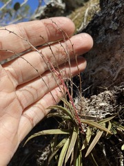 Sarcochilus ceciliae