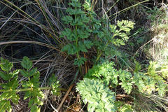 Anisotome lyallii