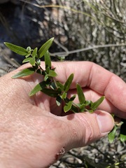 Jasminum didymum racemosum