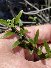 Jasminum didymum racemosum