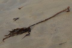 Laminaria hyperborea