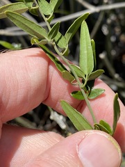 Jasminum didymum racemosum
