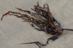 Laminaria hyperborea