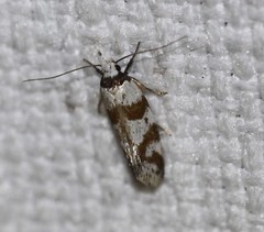 Isomoralla gephyrota