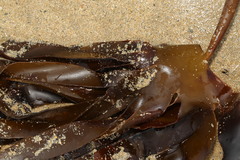 Laminaria hyperborea