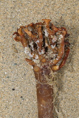 Laminaria hyperborea