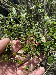Jasminum didymum racemosum