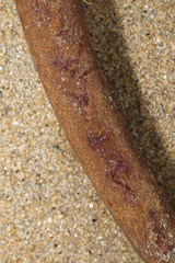 Laminaria hyperborea