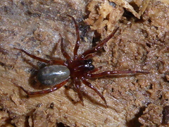 Amphinectinae