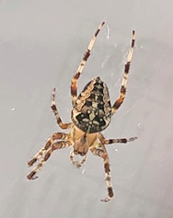 Araneus diadematus
