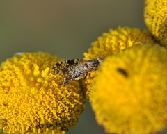 Campiglossa punctella