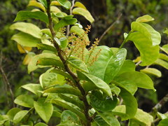 Antidesma platyphyllum