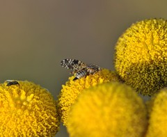 Campiglossa punctella