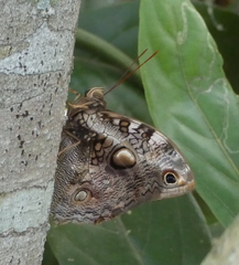 Opsiphanes invirae