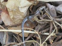 Trachylepis damarana