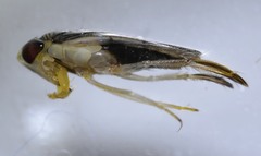 Corisella