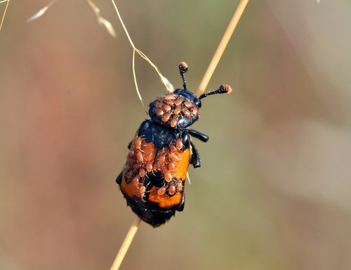 Banded Sexton Beetle