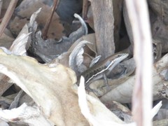 Trachylepis damarana