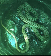 Platyceps rhodorachis