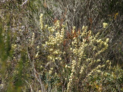 Petrophile squamata