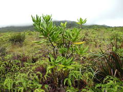 Melicope clusiifolia