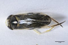 Corisella