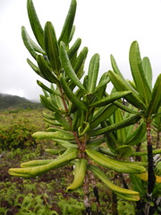 Melicope clusiifolia