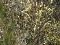 Petrophile squamata