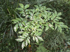 Pararchidendron pruinosum