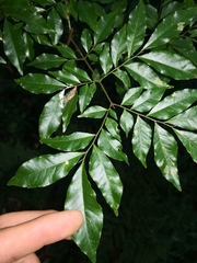 Pararchidendron pruinosum