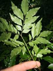 Pararchidendron pruinosum