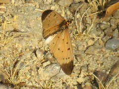 Acraea caldarena