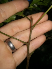 Pararchidendron pruinosum