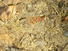Acraea caldarena