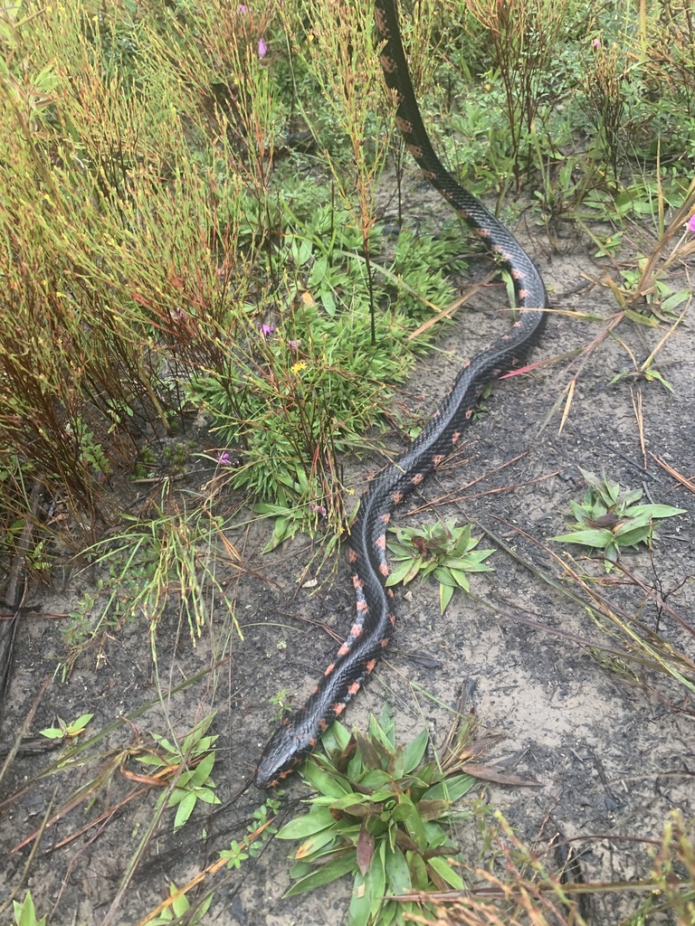 Eastern Mudsnake from Manns Harbor, NC, US on September 25, 2020 at 10: ...