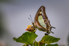 Polyura