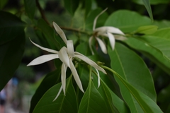 Magnolia × alba