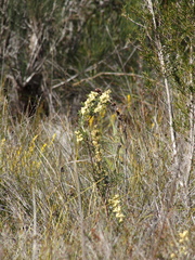 Petrophile squamata