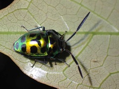 Chrysocoris dilaticollis