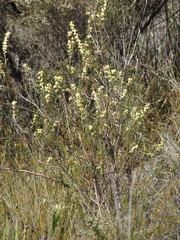 Petrophile squamata