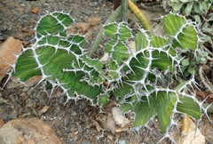 Euphorbia grandialata