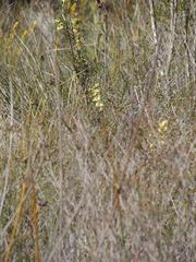 Petrophile squamata