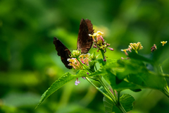 Abisara echerius