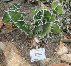 Euphorbia grandialata