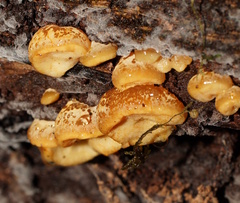 Gloeoporus phlebophorus
